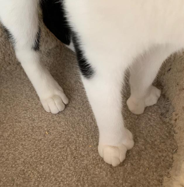 Enlarge Pancake, an adoptable Domestic Short Hair in Naugatuck, CT image 3/3