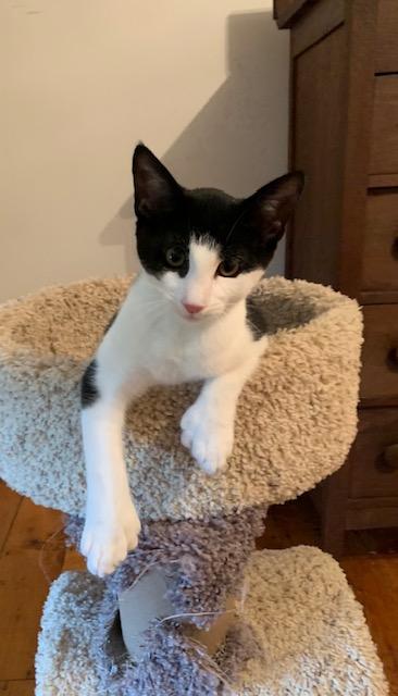 Enlarge Pancake, an adoptable Domestic Short Hair in Naugatuck, CT image 1/3