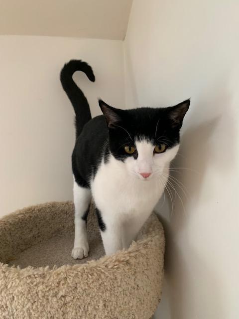 Enlarge Pancake, an adoptable Domestic Short Hair in Naugatuck, CT image 2/3