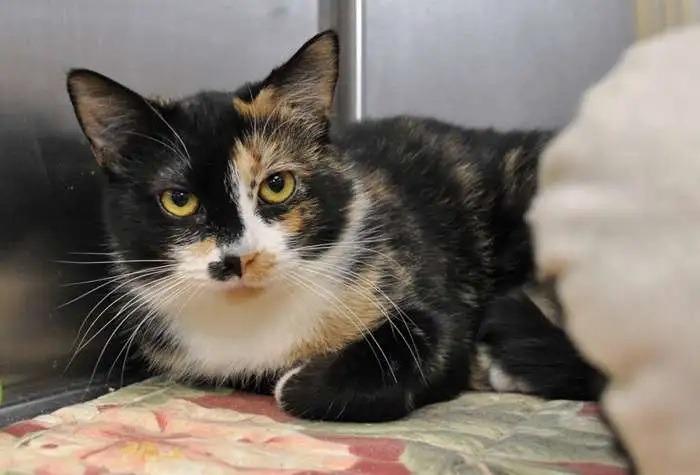 Enlarge Myling, a Adoptable mixed breed in Coupeville, WA image 1/1