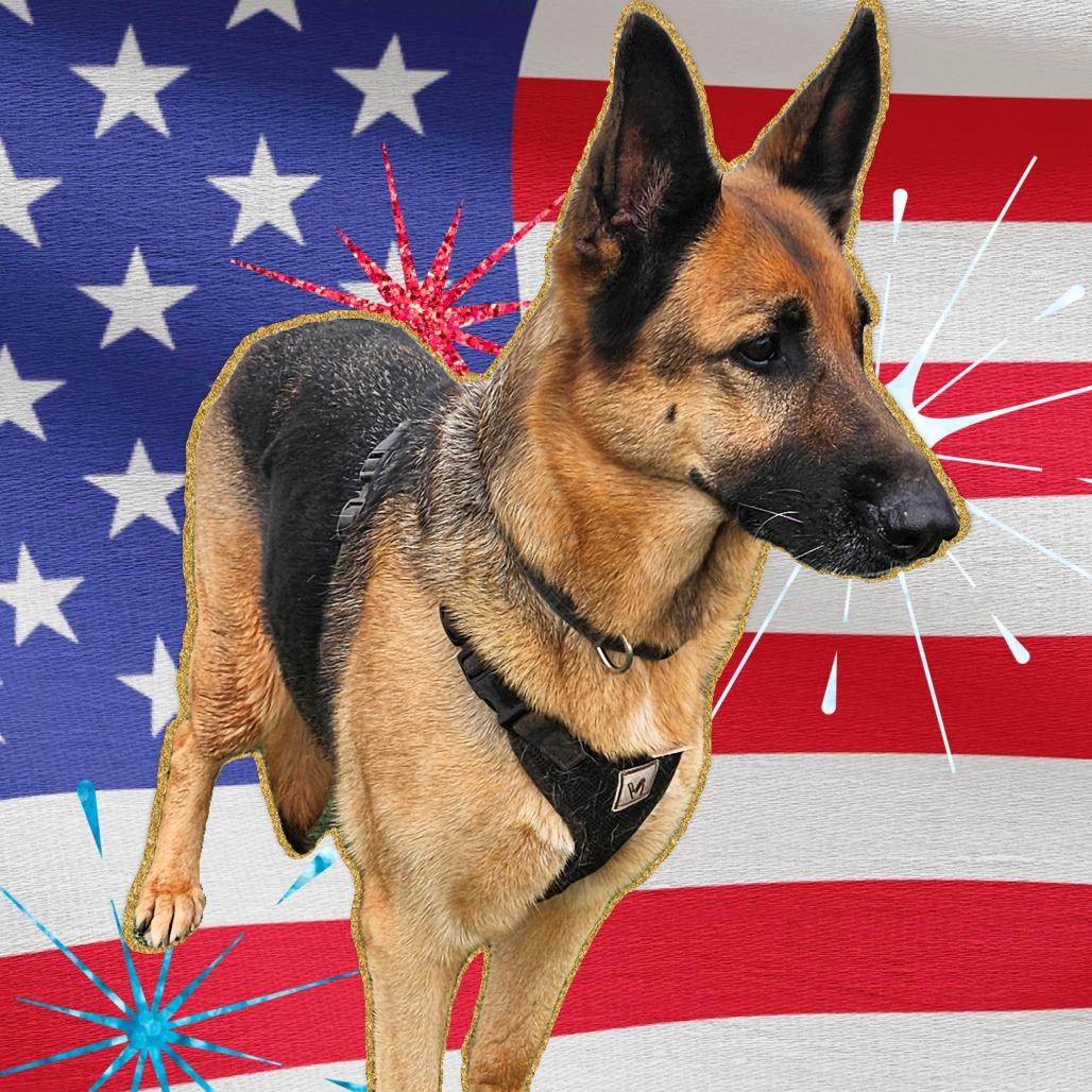 Fraulein, Adoptable, Adult Female German Shepherd Dog.