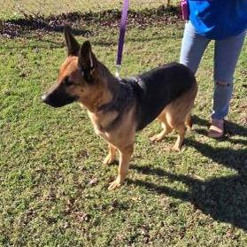 Enlarge Fraulein, a Adoptable German Shepherd Dog in Tulsa, OK image 2/6