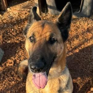 Enlarge Fraulein, a Adoptable German Shepherd Dog in Tulsa, OK image 3/6