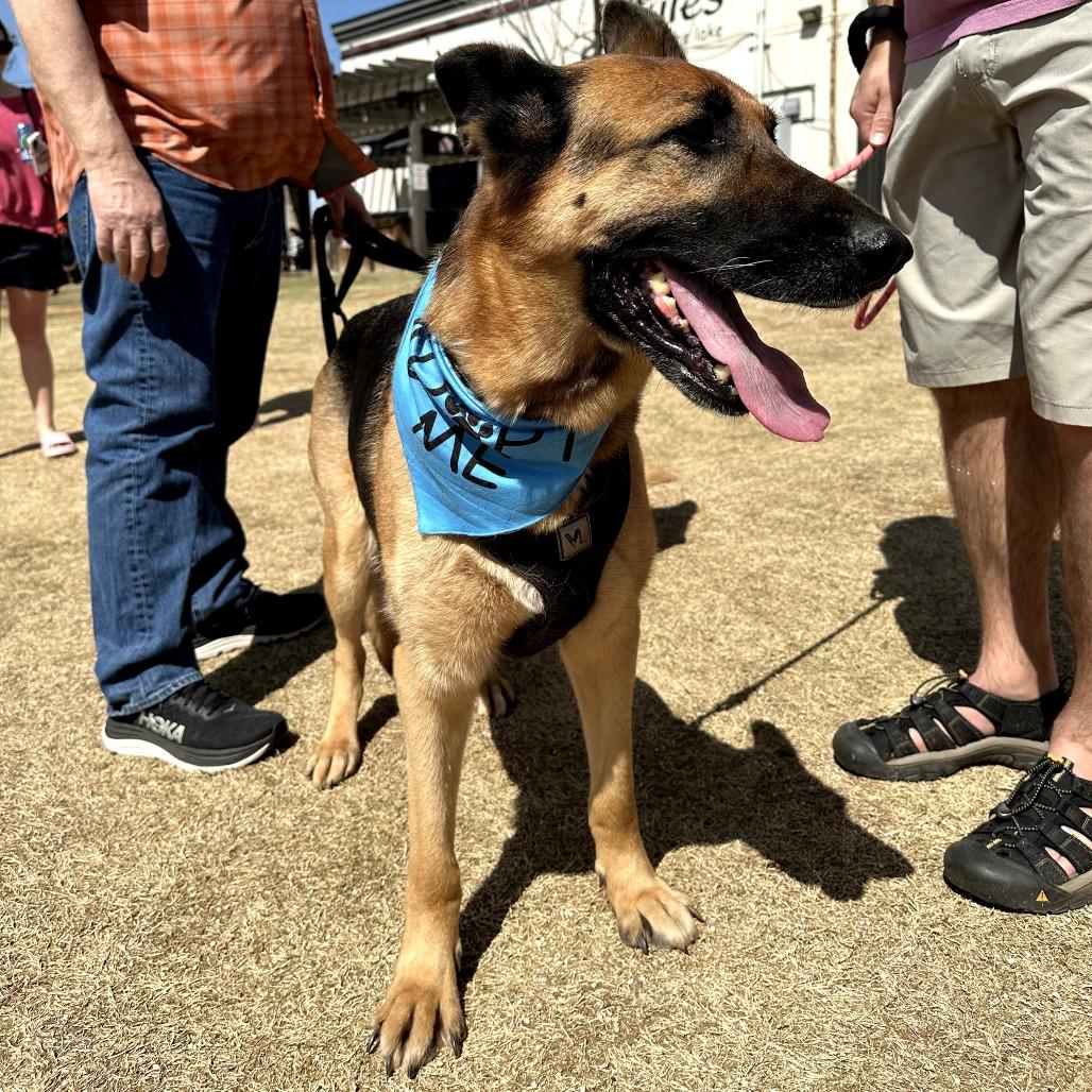Enlarge Fraulein, a Adoptable German Shepherd Dog in Tulsa, OK image 4/6