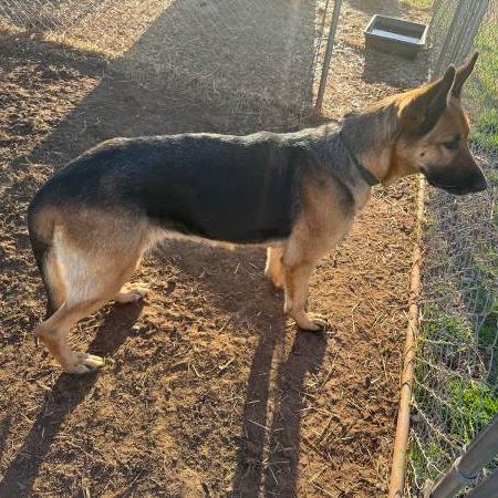 Enlarge Fraulein, a Adoptable German Shepherd Dog in Tulsa, OK image 5/6