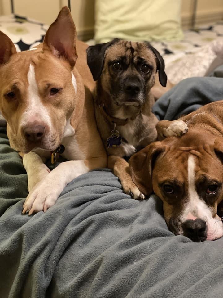 Bellini, Adoptable, Adult Female Mixed Breed.