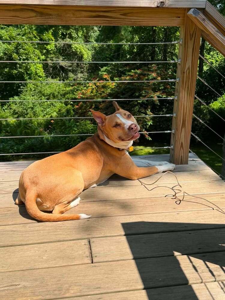 Enlarge Bellini, a Adoptable mixed breed in Milton, DE image 2/3