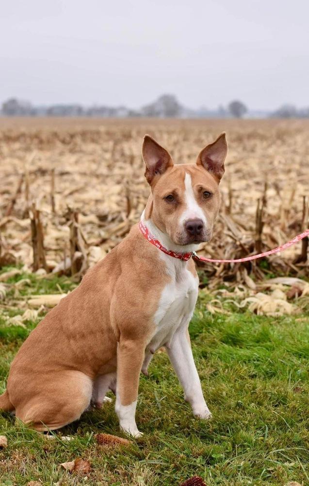 Enlarge Bellini, a Adoptable Mixed Breed in Milton, DE image 1/6