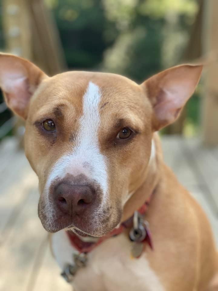 Enlarge Bellini, a Adoptable mixed breed in Milton, DE image 3/5