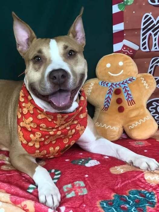 Enlarge Bellini, a Adoptable Mixed Breed in Milton, DE image 2/6