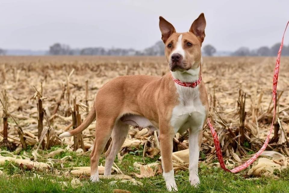 Enlarge Bellini, a Adoptable Mixed Breed in Milton, DE image 3/6