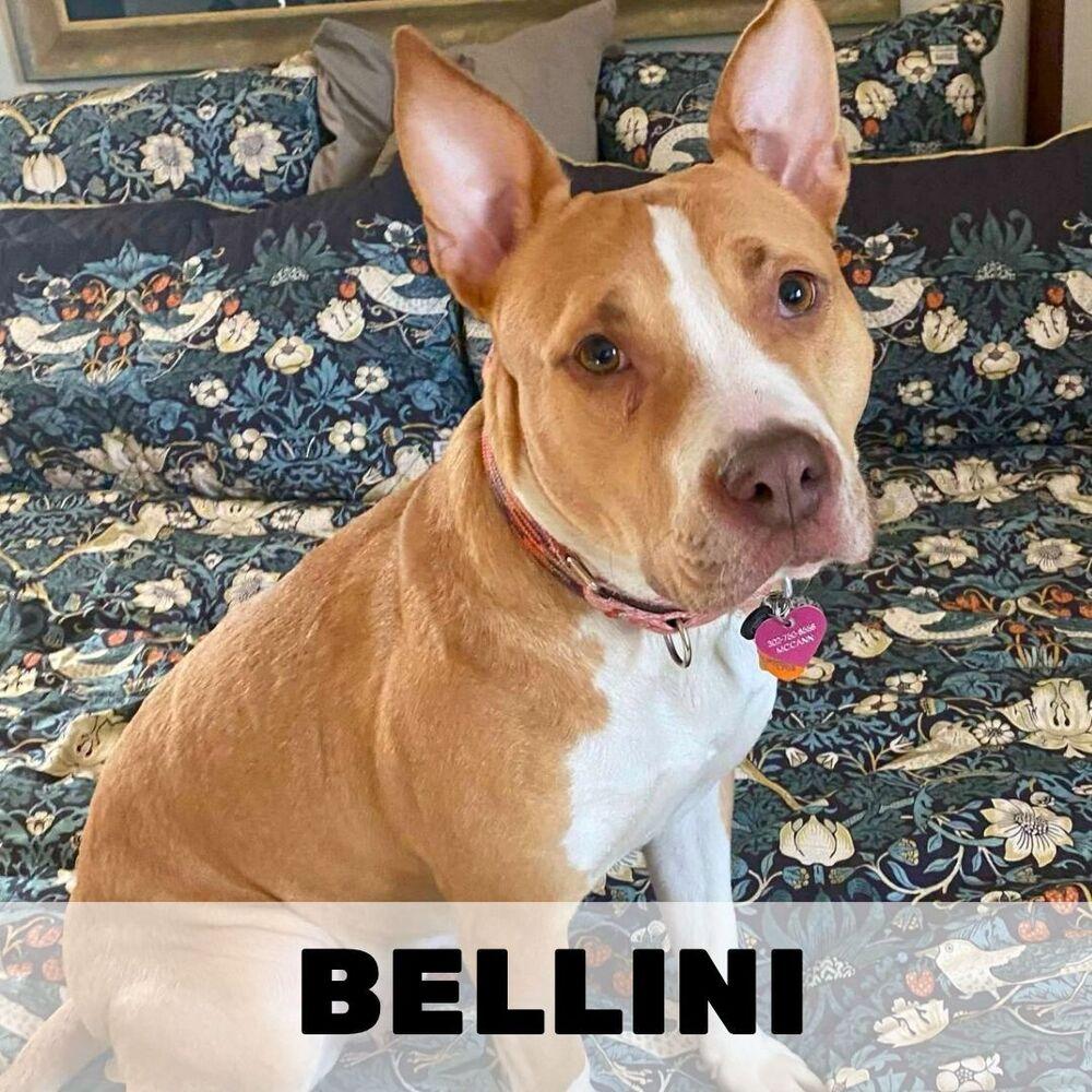 Enlarge Bellini, a Adoptable Mixed Breed in Milton, DE image 4/6