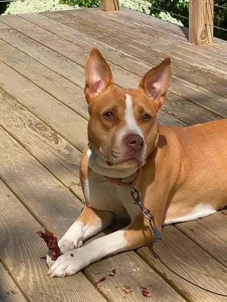 Enlarge Bellini, a Adoptable mixed breed in Milton, DE image 4/5