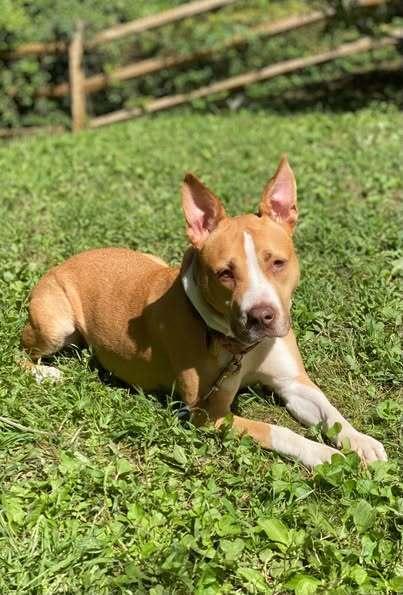 Enlarge Bellini, a Adoptable Mixed Breed in Milton, DE image 5/6