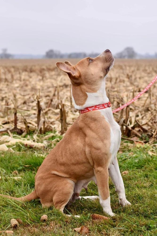 Enlarge Bellini, a Adoptable Mixed Breed in Milton, DE image 6/6