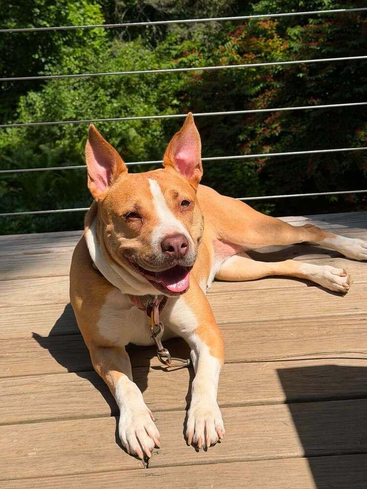 Enlarge Bellini, a Adoptable mixed breed in Milton, DE image 3/3