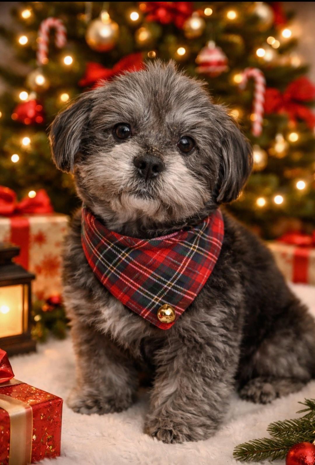 Onyx, ADOPTABLE, Young Male Shih poo.