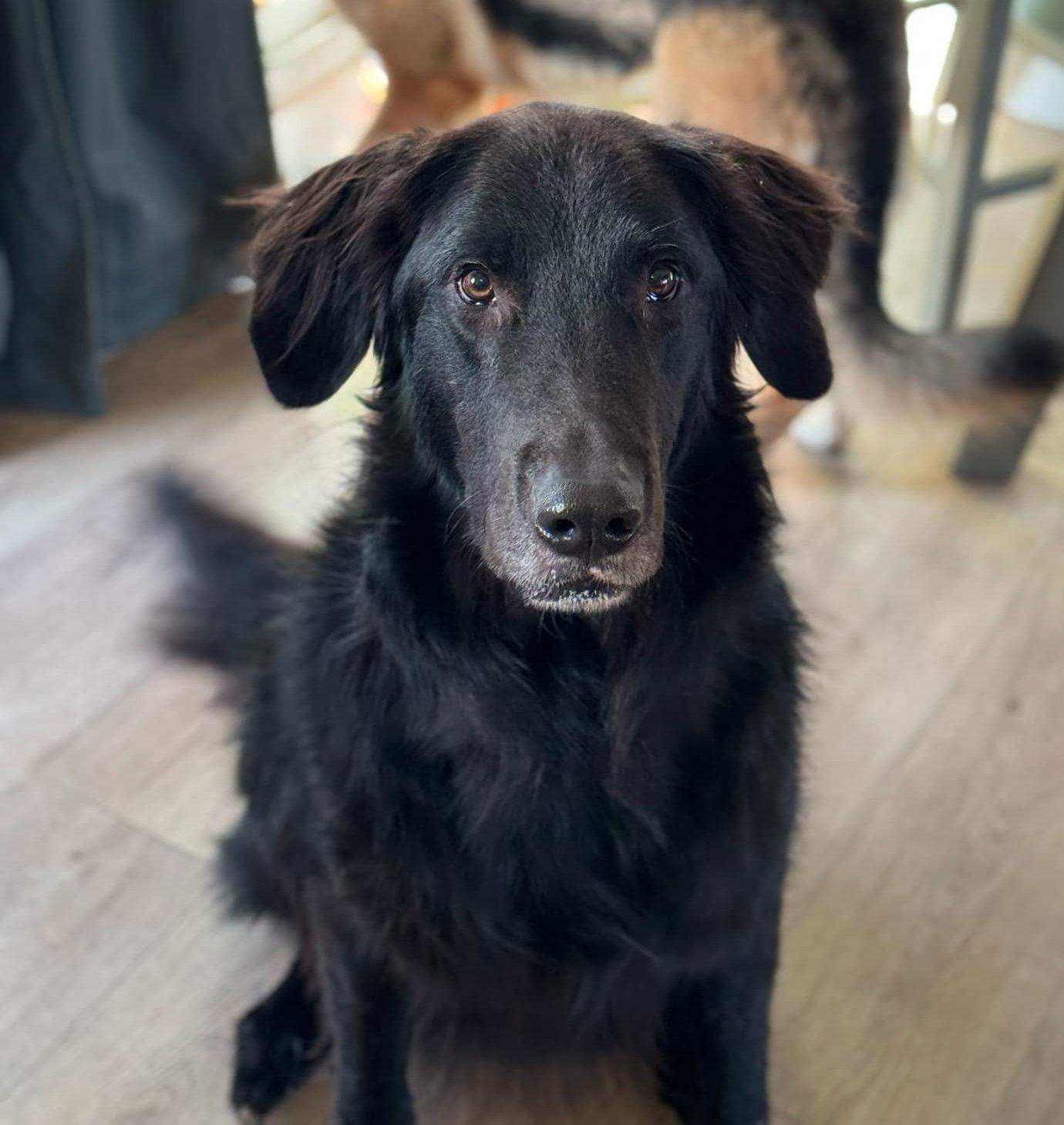 Tux, Adopted, Young Male German Shepherd Dog & Golden Retriever.