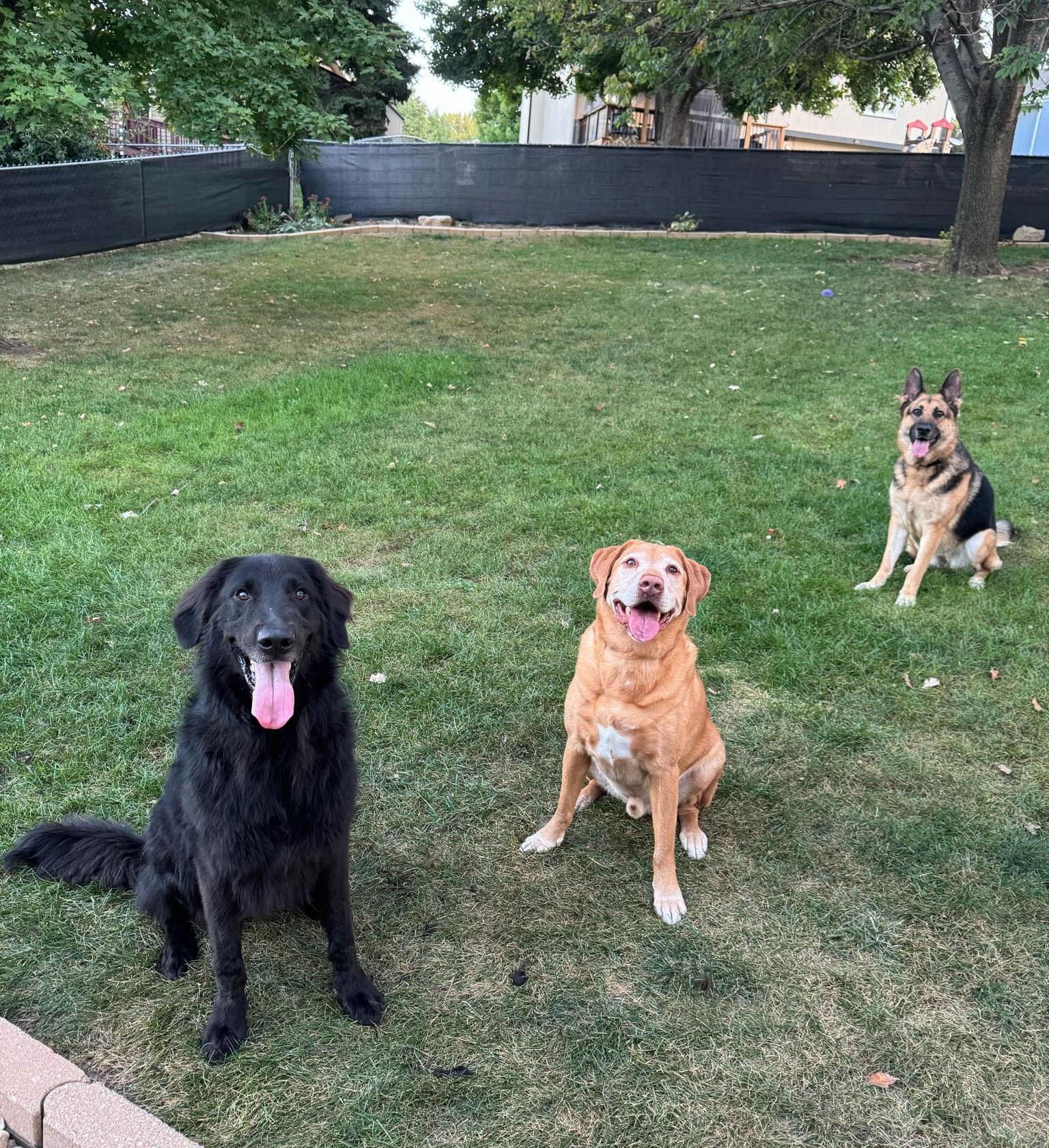 Enlarge Tux, a Adopted mixed breed in Gretna, NE image 2/3