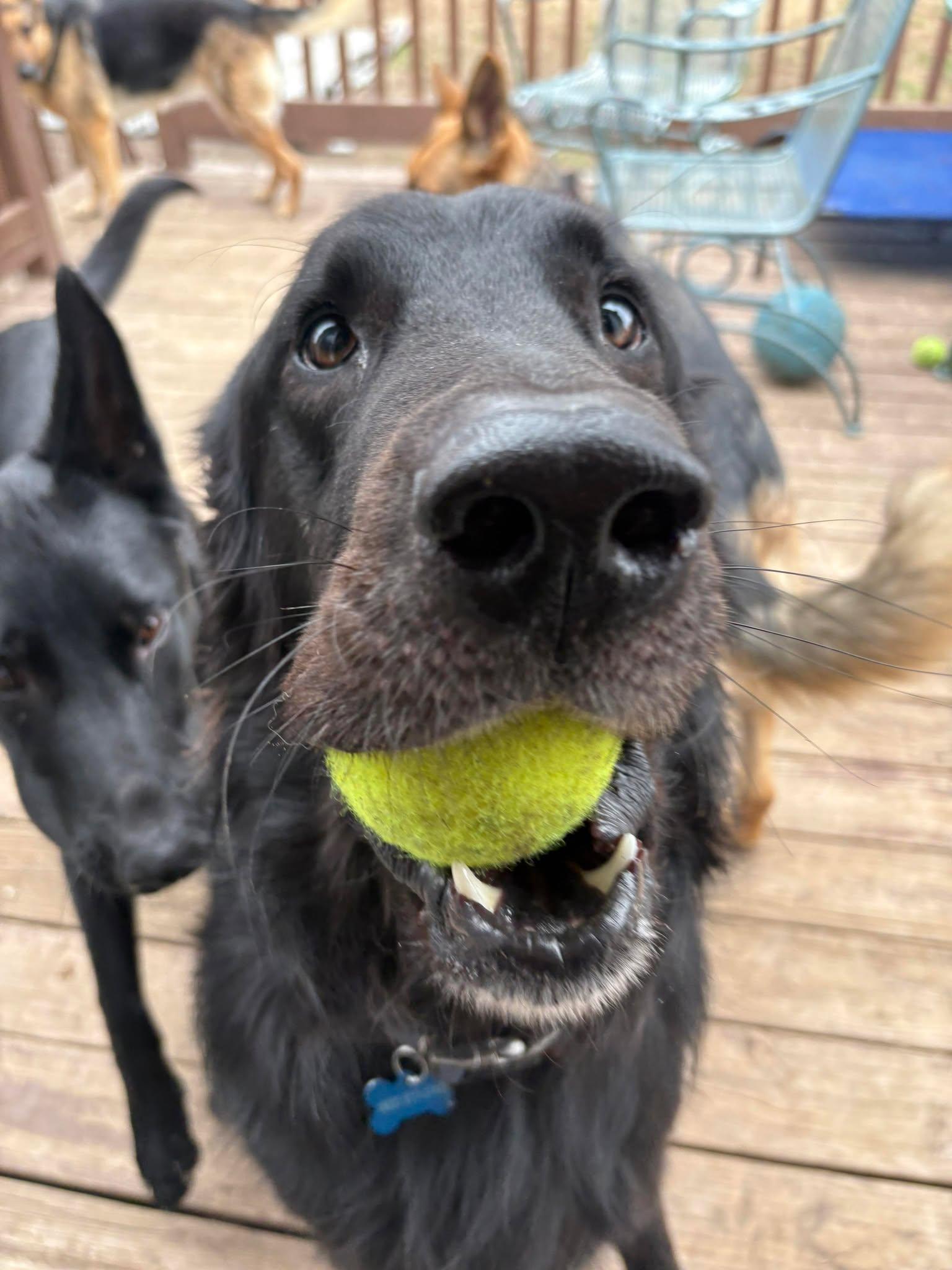 Enlarge Tux, a Adopted mixed breed in Gretna, NE image 3/3