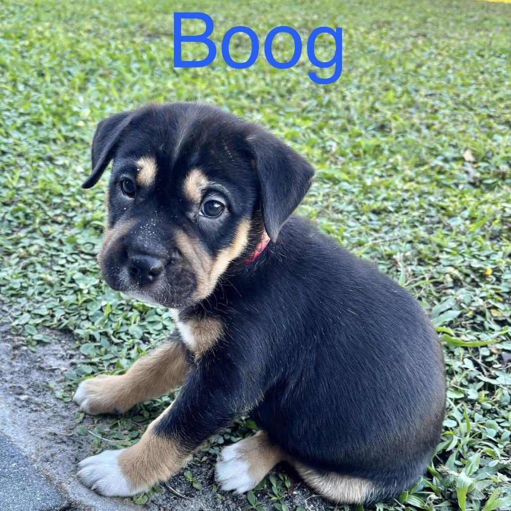 BOOG, a Adoptable mixed breed in Wellington, FL image 1/5
