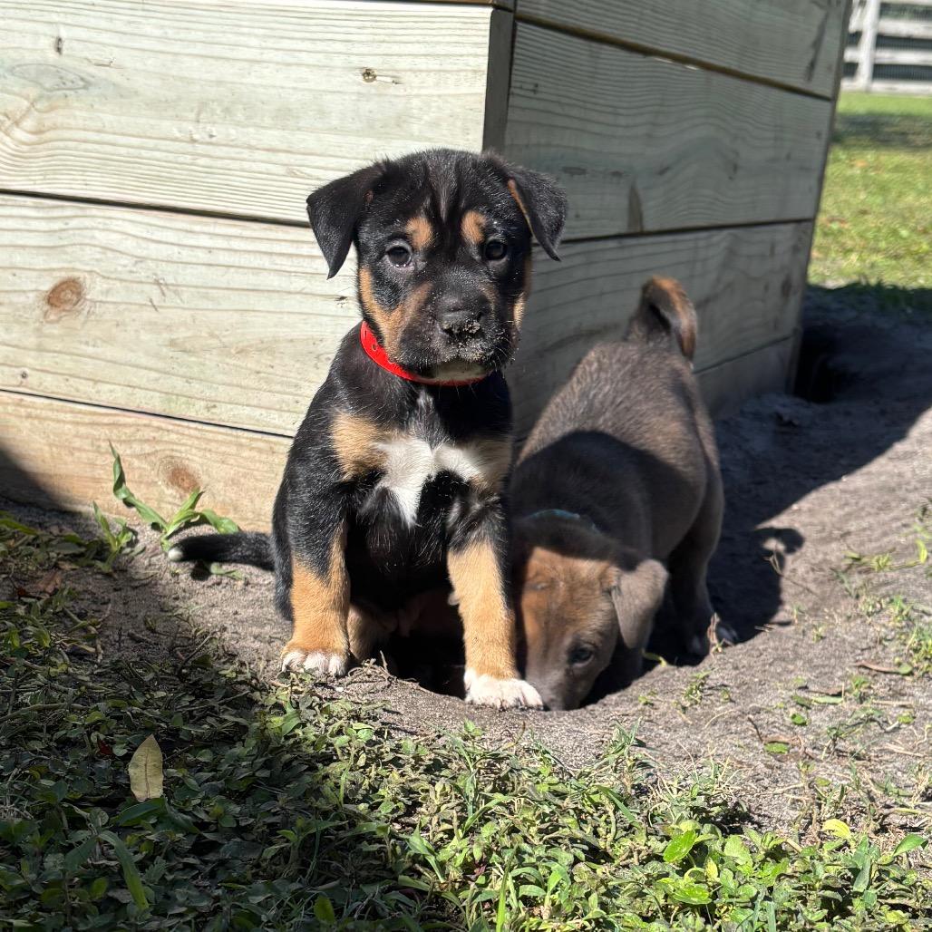 BOOG, a Adoptable mixed breed in Wellington, FL image 2/5