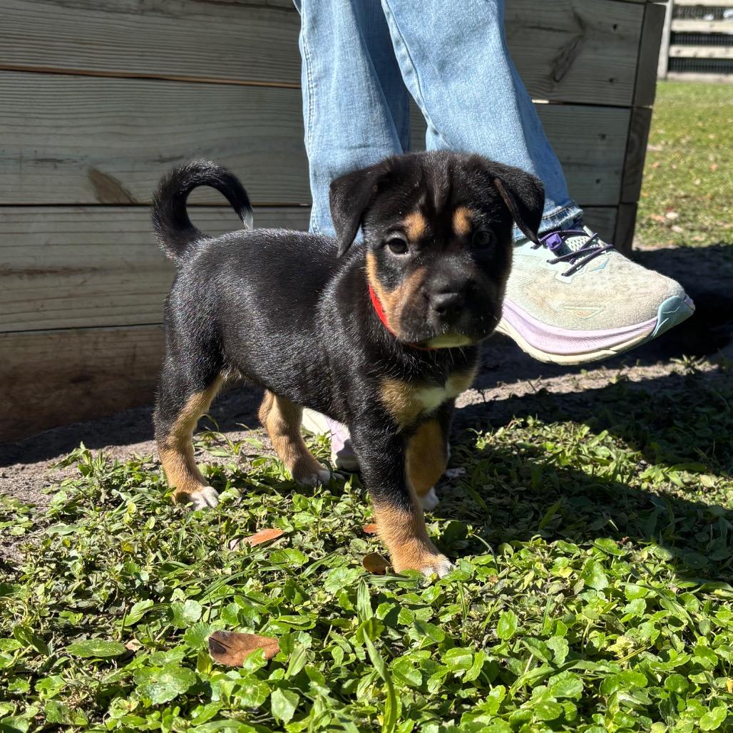 BOOG, a Adoptable mixed breed in Wellington, FL image 3/5