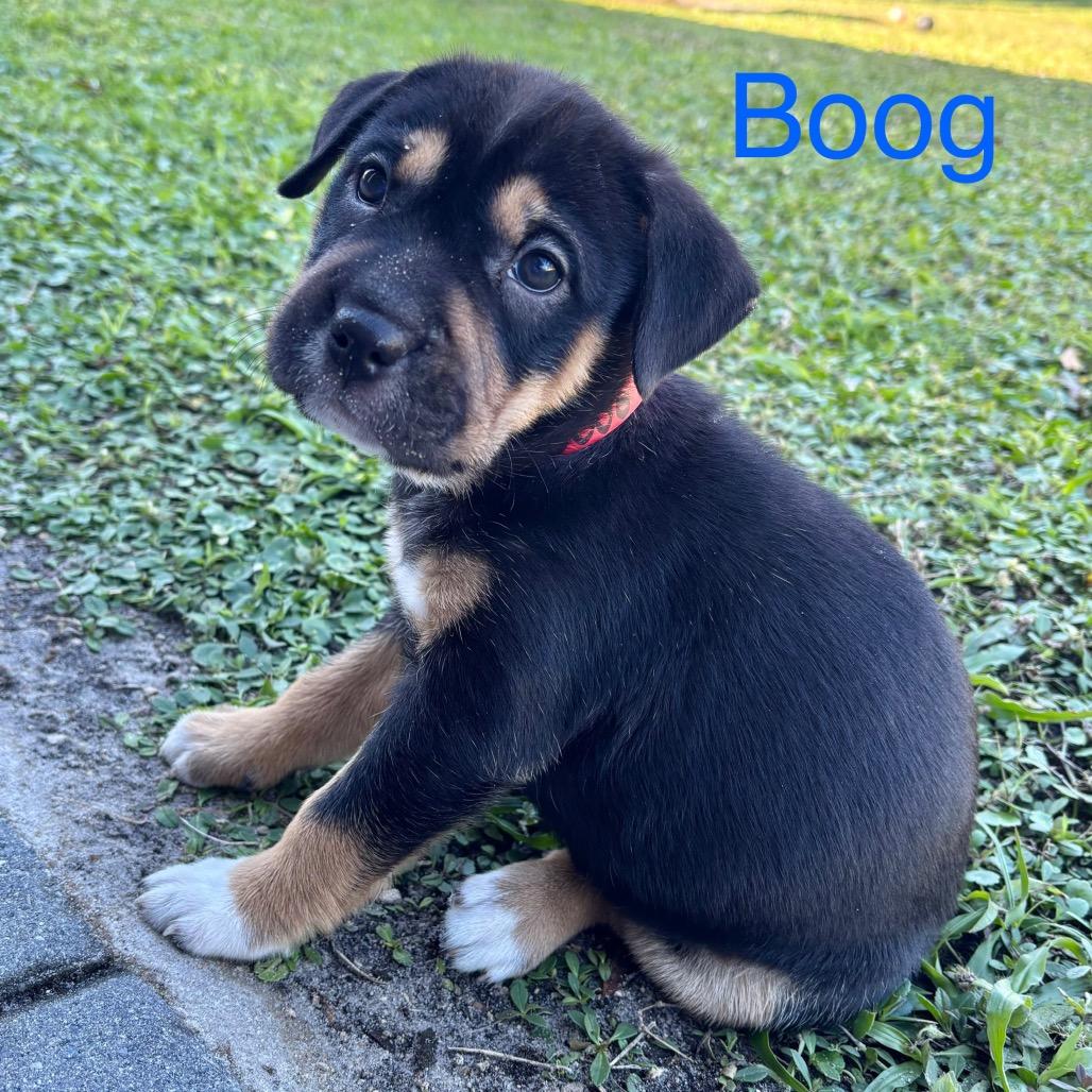 BOOG, a Adoptable mixed breed in Wellington, FL image 5/5