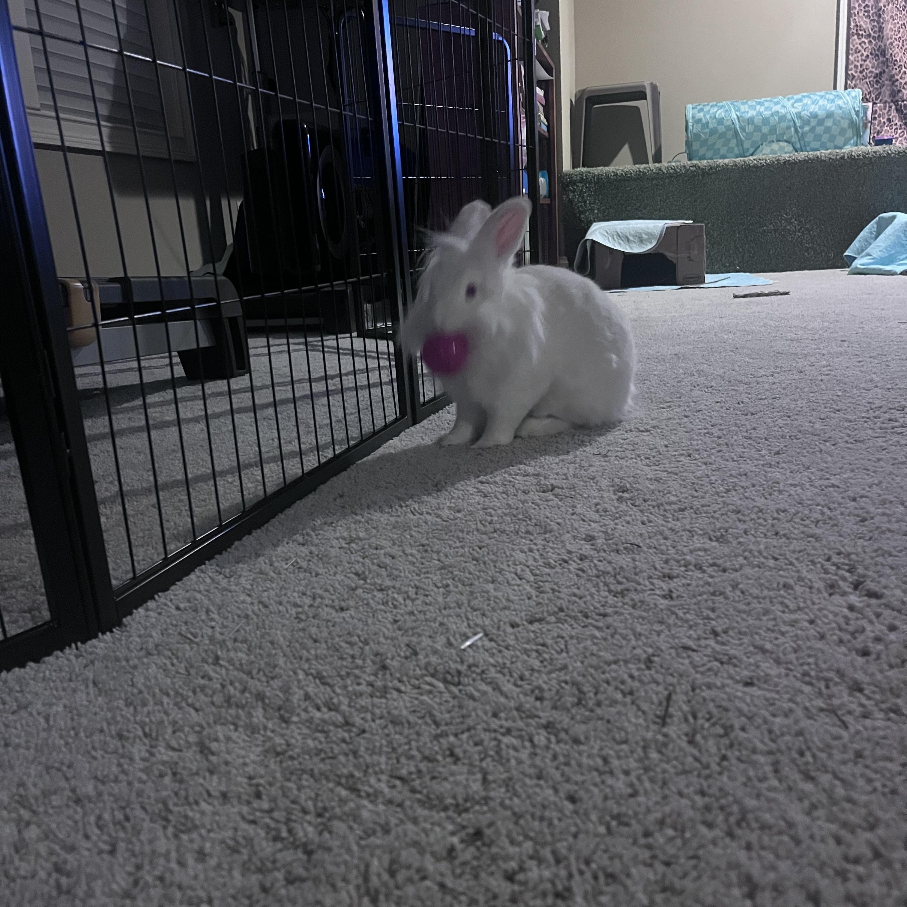 Enlarge Twinkle, a Adoptable Lionhead in Laurens, SC image 5/5