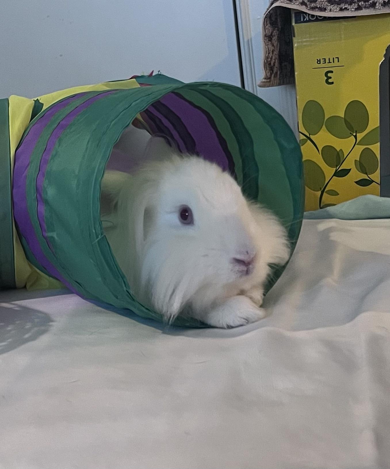 Enlarge Twinkle, a Adoptable Lionhead in Laurens, SC image 3/5