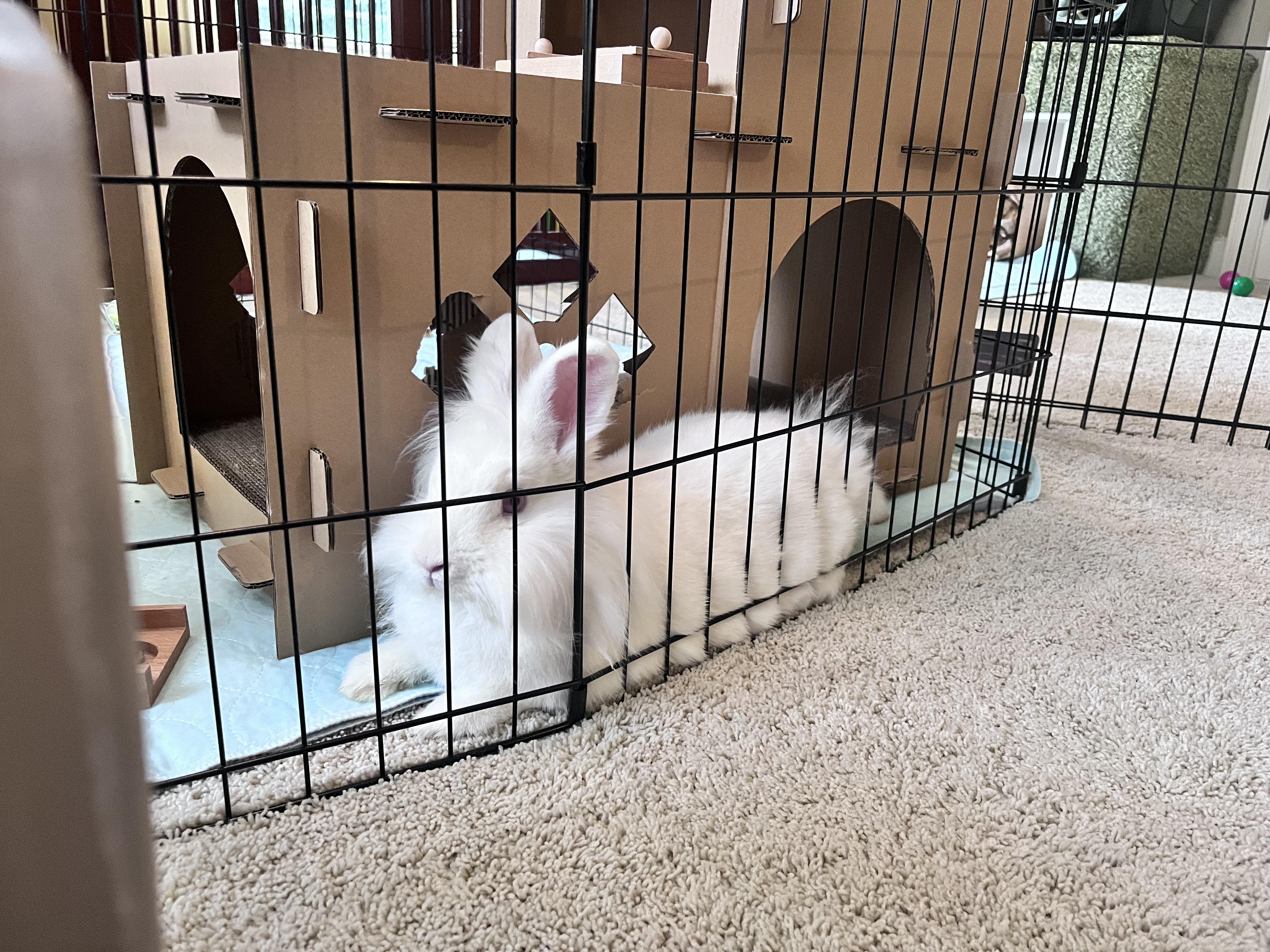 Enlarge Twinkle, a Adoptable Lionhead in Laurens, SC image 1/5