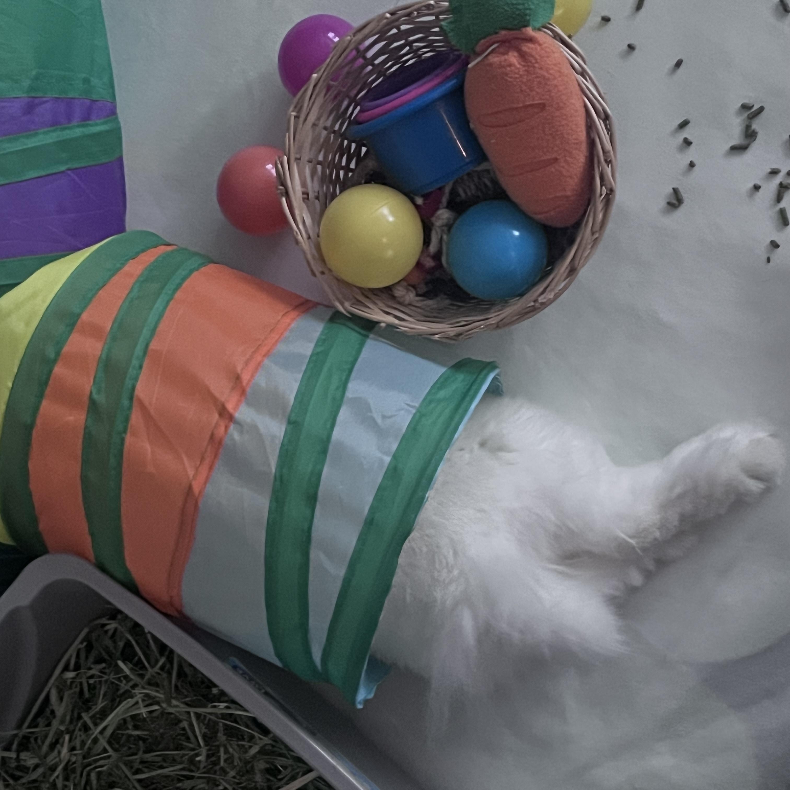 Enlarge Twinkle, a Adoptable Lionhead in Laurens, SC image 4/5
