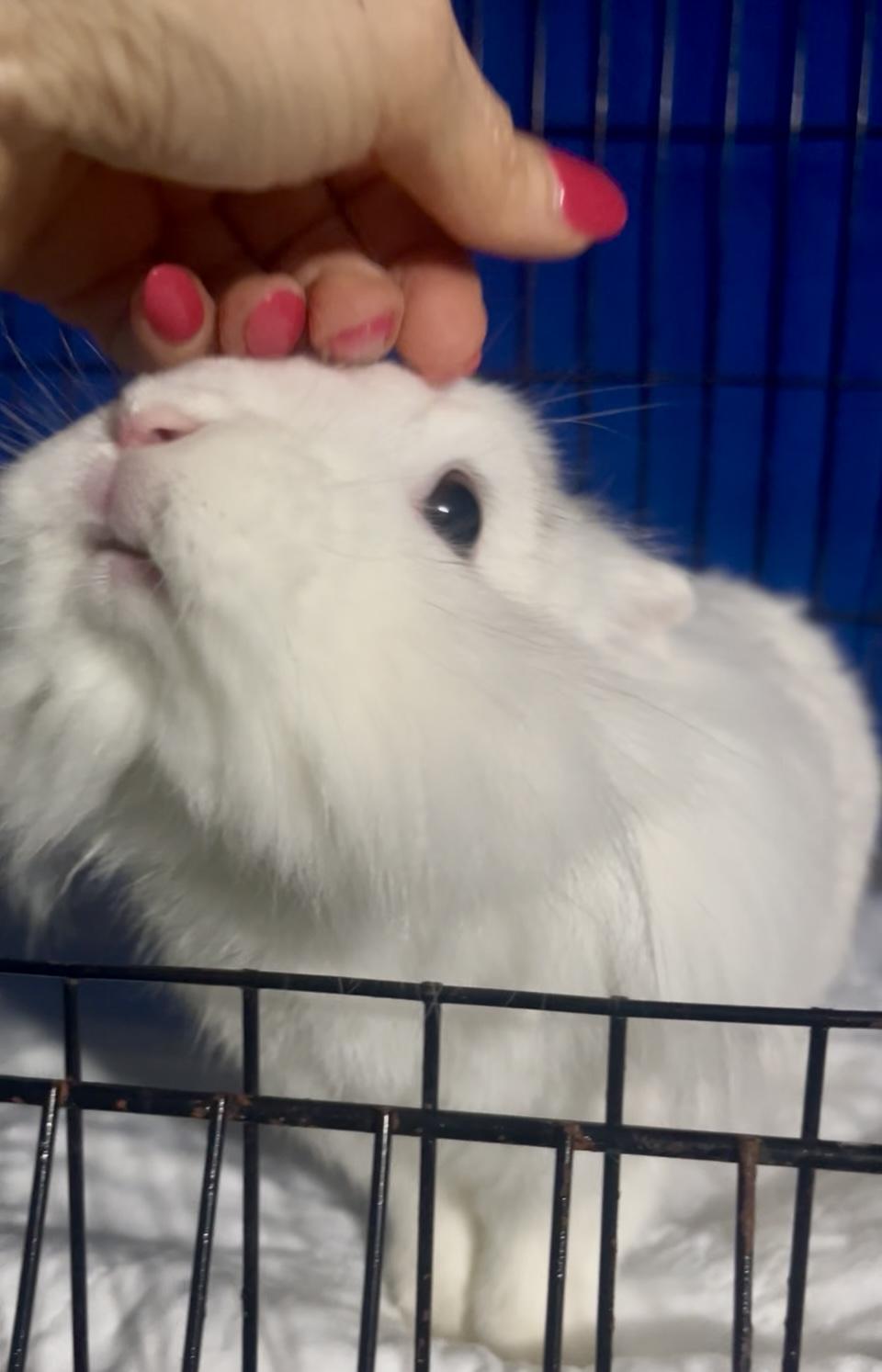 Enlarge Twinkle, a Adoptable Lionhead in Laurens, SC image 2/5