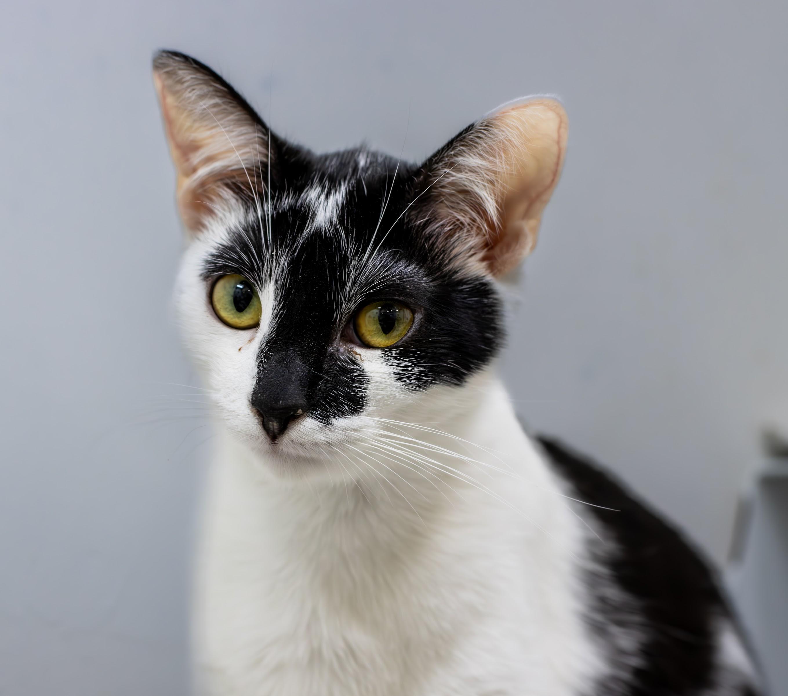 Sookie, a Adoptable Domestic Short Hair in chino, CA image 2/6
