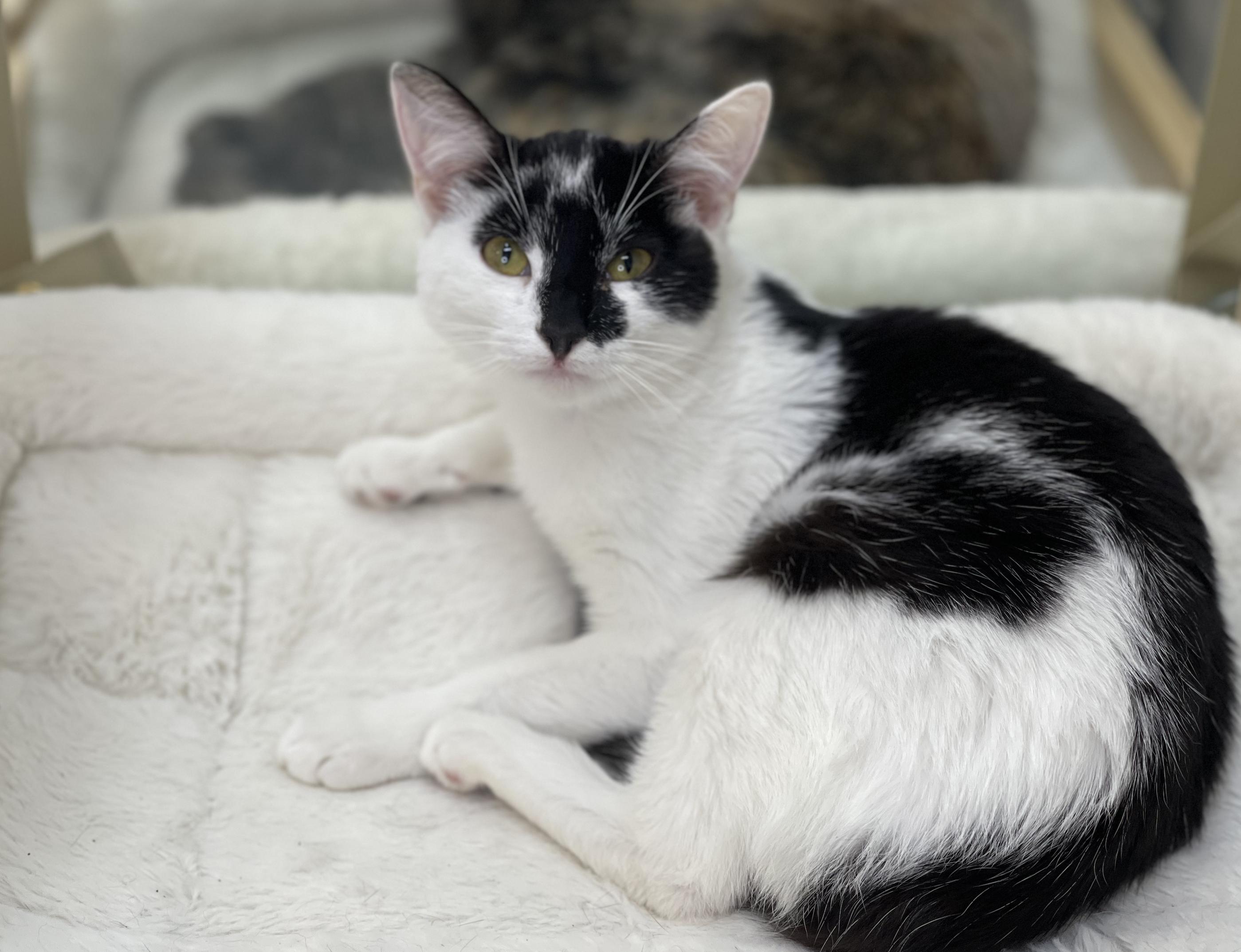 Sookie, a Adoptable Domestic Short Hair in chino, CA image 3/6