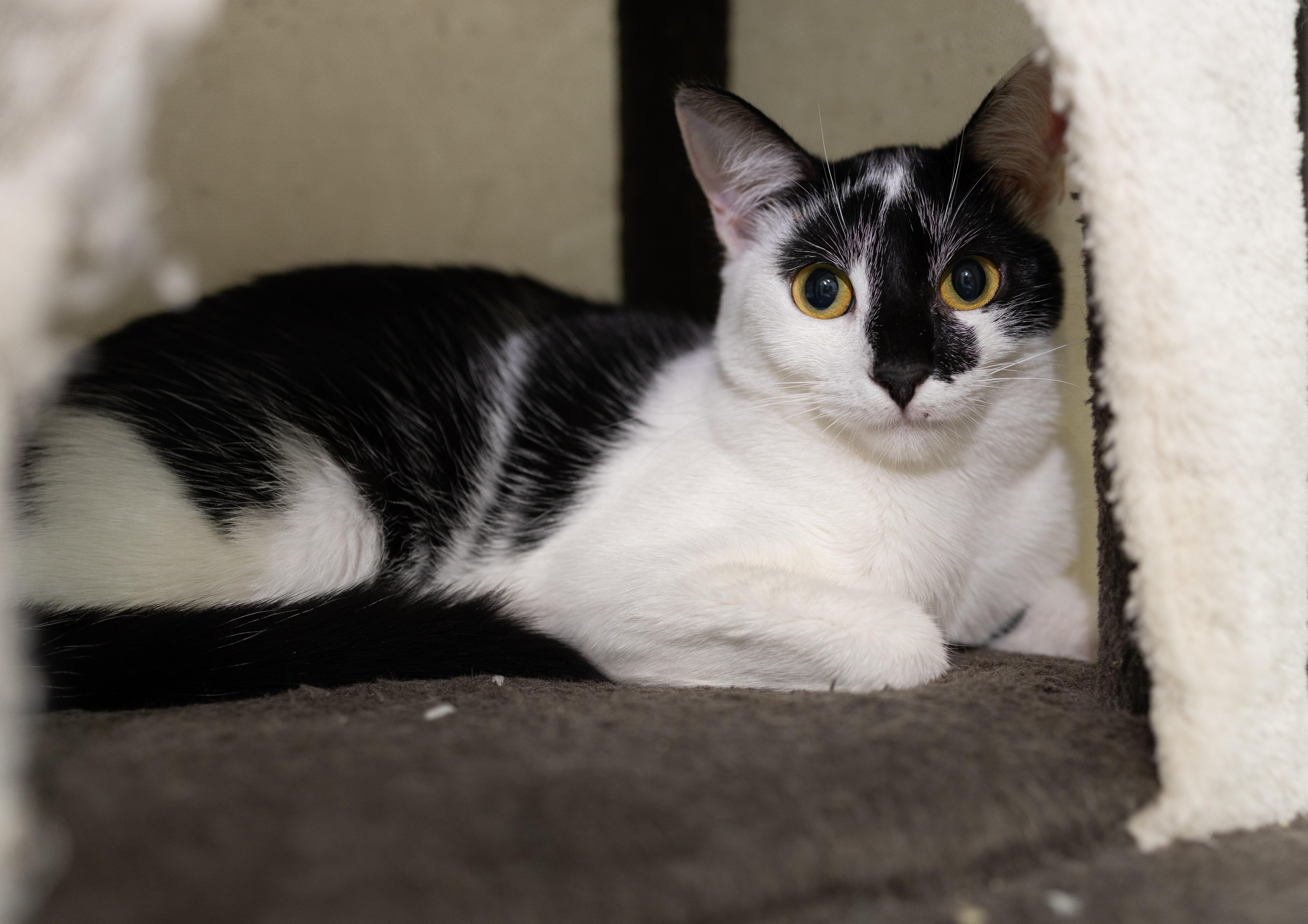 Sookie, a Adoptable Domestic Short Hair in chino, CA image 5/6