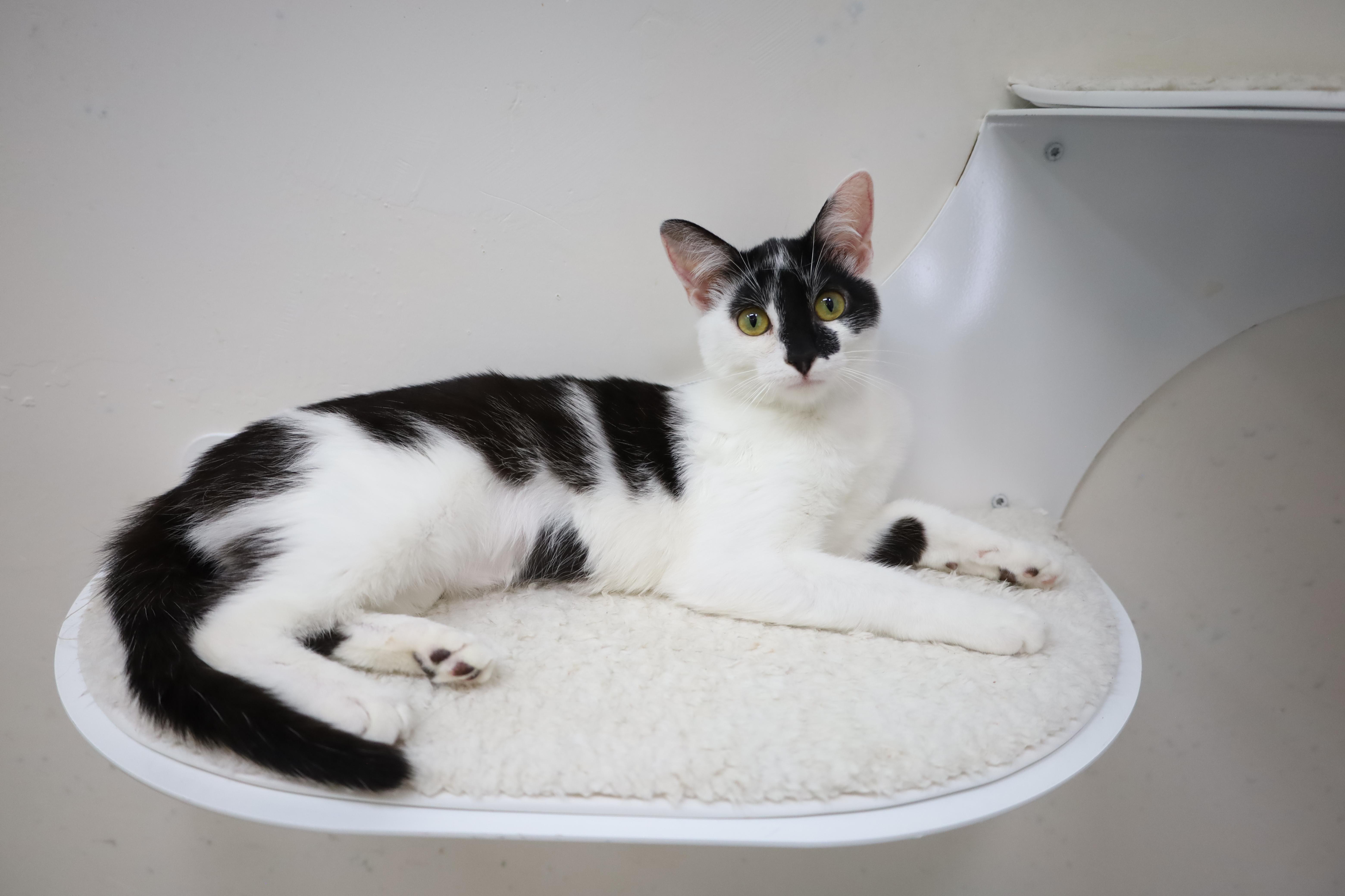 Sookie, a Adoptable Domestic Short Hair in chino, CA image 6/6