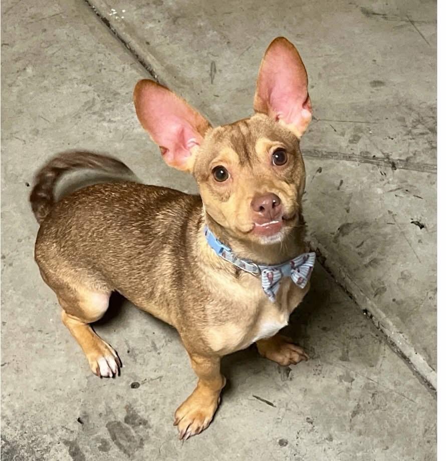 Enlarge Phil, a ADOPTABLE Mixed Breed in Wilsall, MT image 1/1