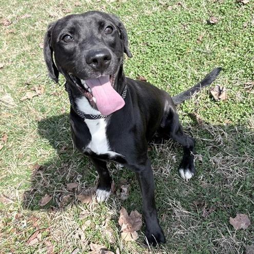 Enlarge Jet, a Adoptable mixed breed in Novelty, OH image 1/3