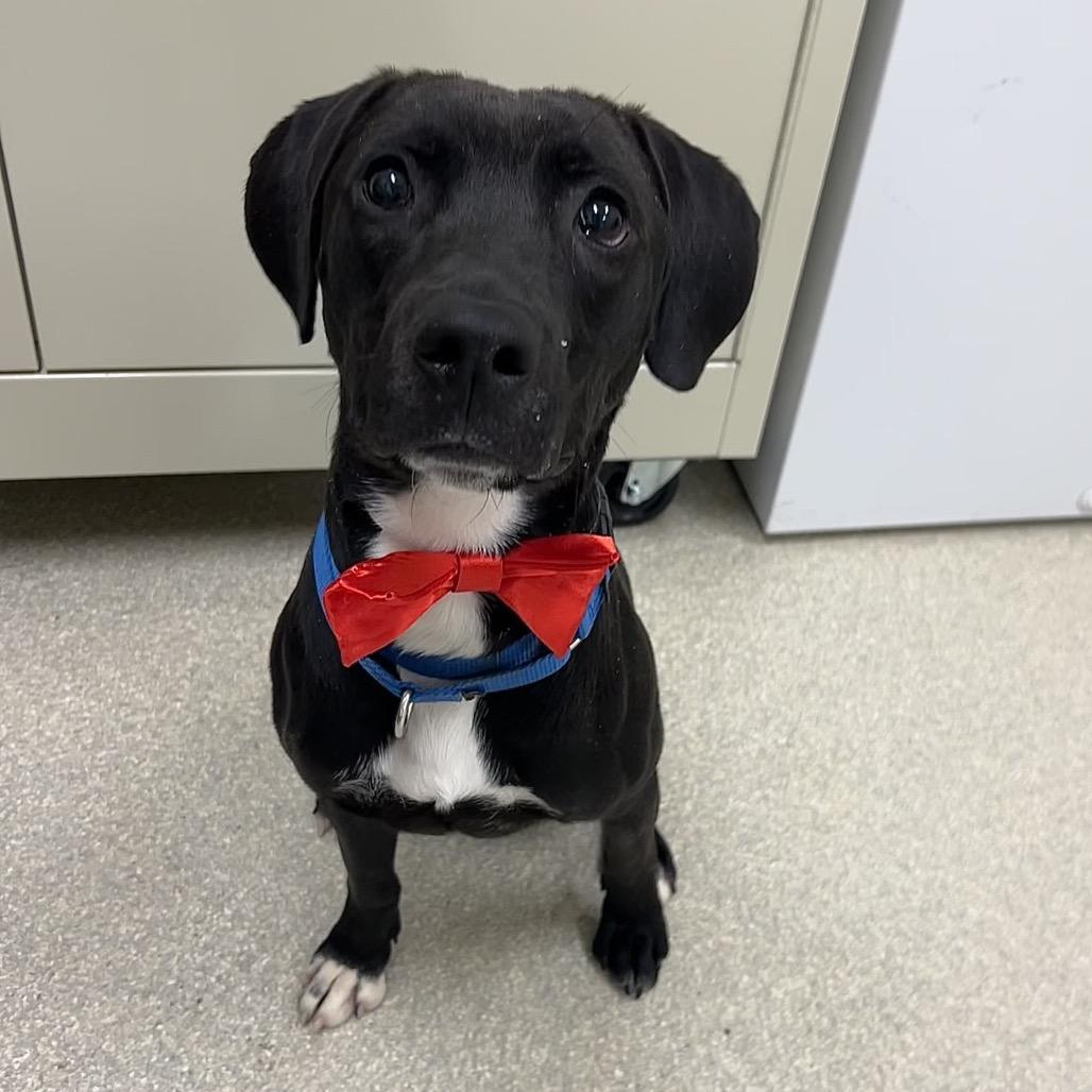 Enlarge Jet, a Adoptable mixed breed in Novelty, OH image 2/3