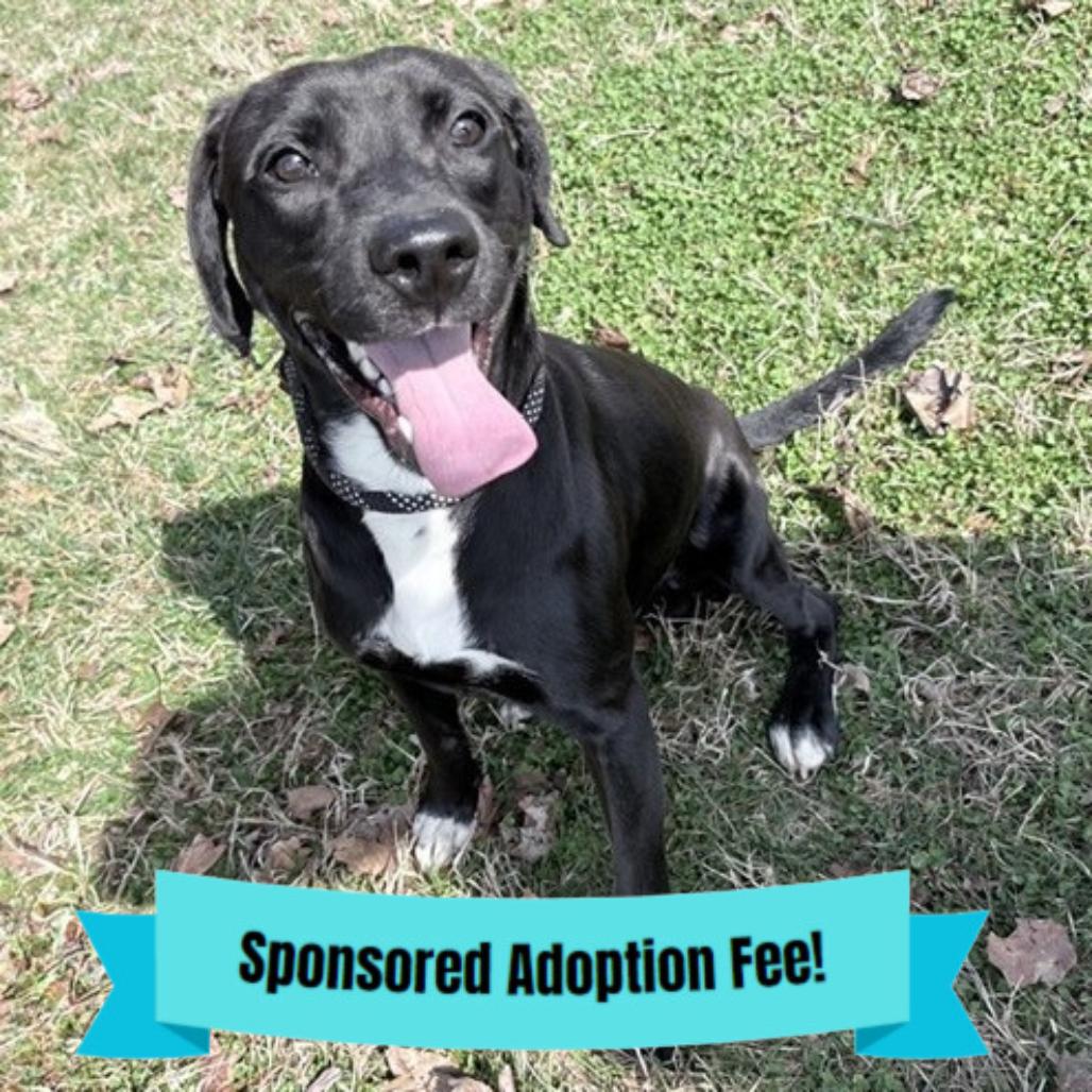 Enlarge Jet, a Adoptable mixed breed in Novelty, OH image 3/3