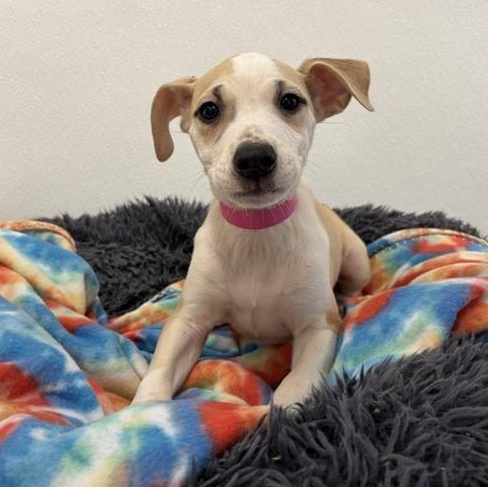 Enlarge Jambalaya, a ADOPTABLE mixed breed in Prince Frederick, MD image 1/2