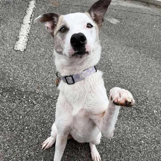 Tuesday, Adoptable, Senior Female Terrier.