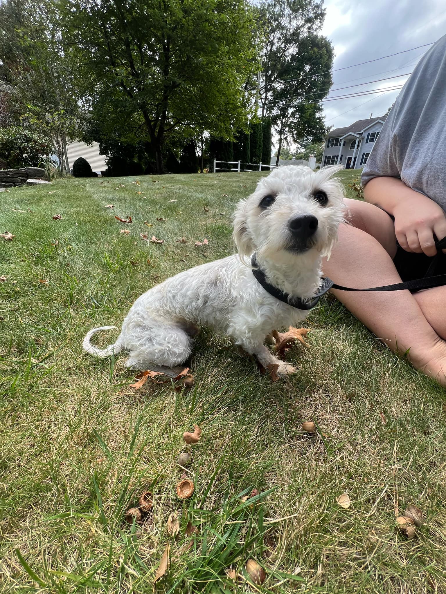 Hezly, a Adoptable Havanese in Torrington, CT image 1/6
