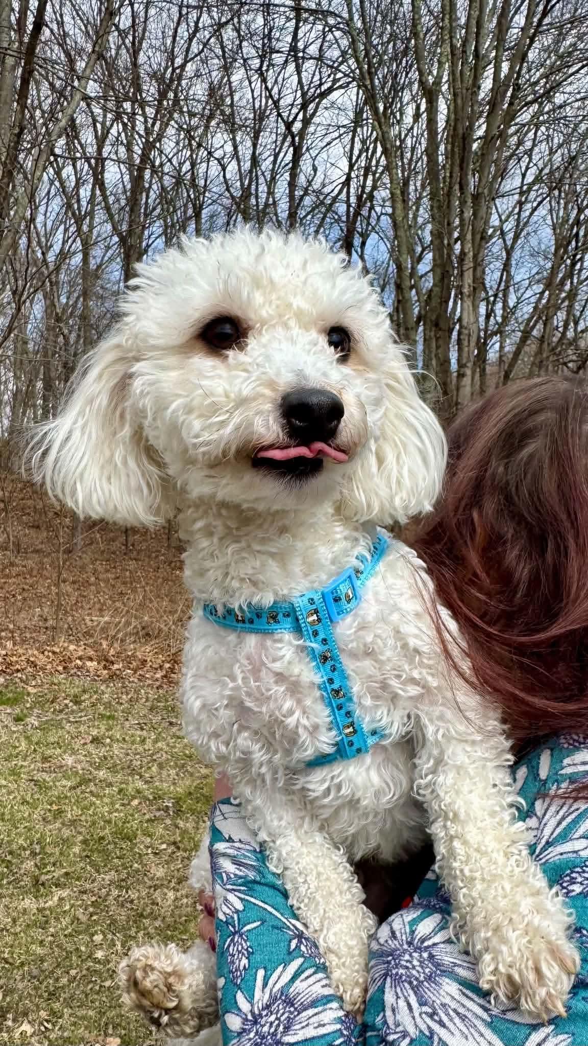 Enlarge Hezly, a Adoptable Havanese in Torrington, CT image 2/5