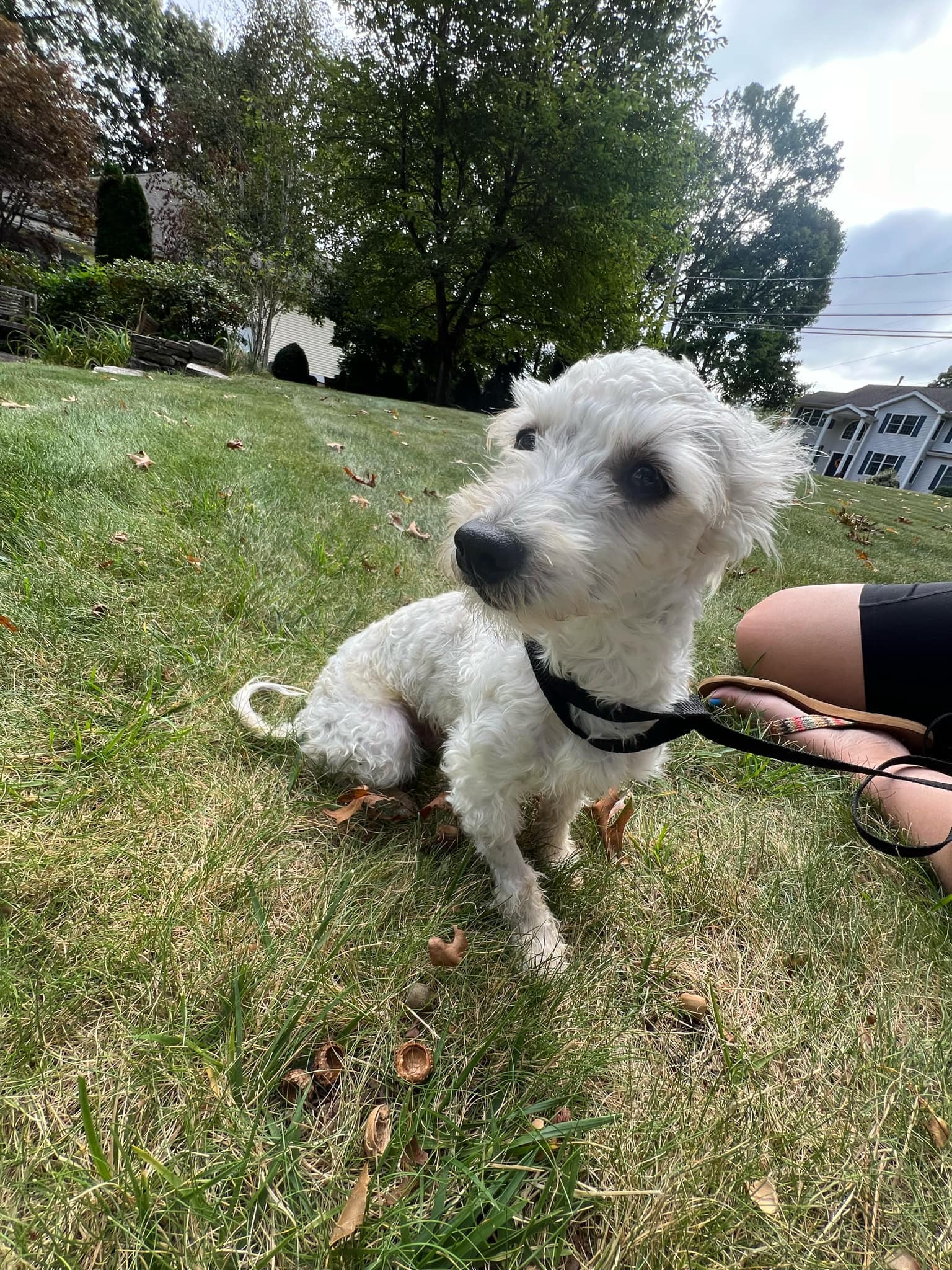 Hezly, a Adoptable Havanese in Torrington, CT image 5/6