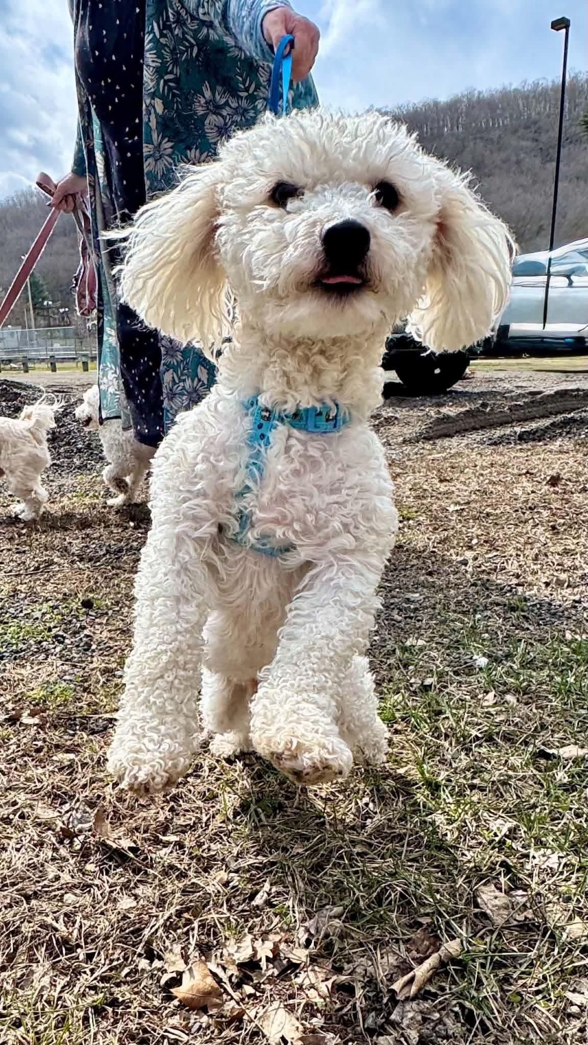 Enlarge Hezly, a Adoptable Havanese in Torrington, CT image 3/5