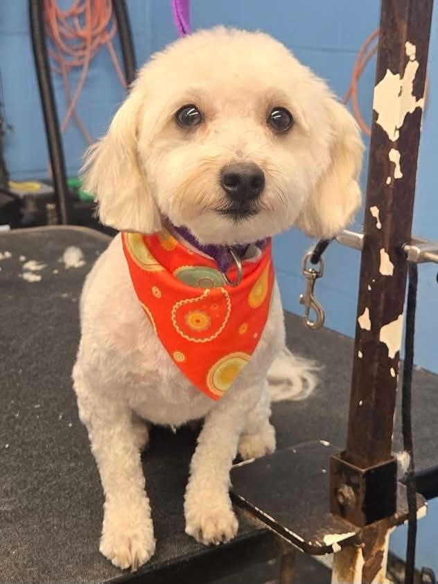 Hezly, Adoptable, Young Male Havanese.