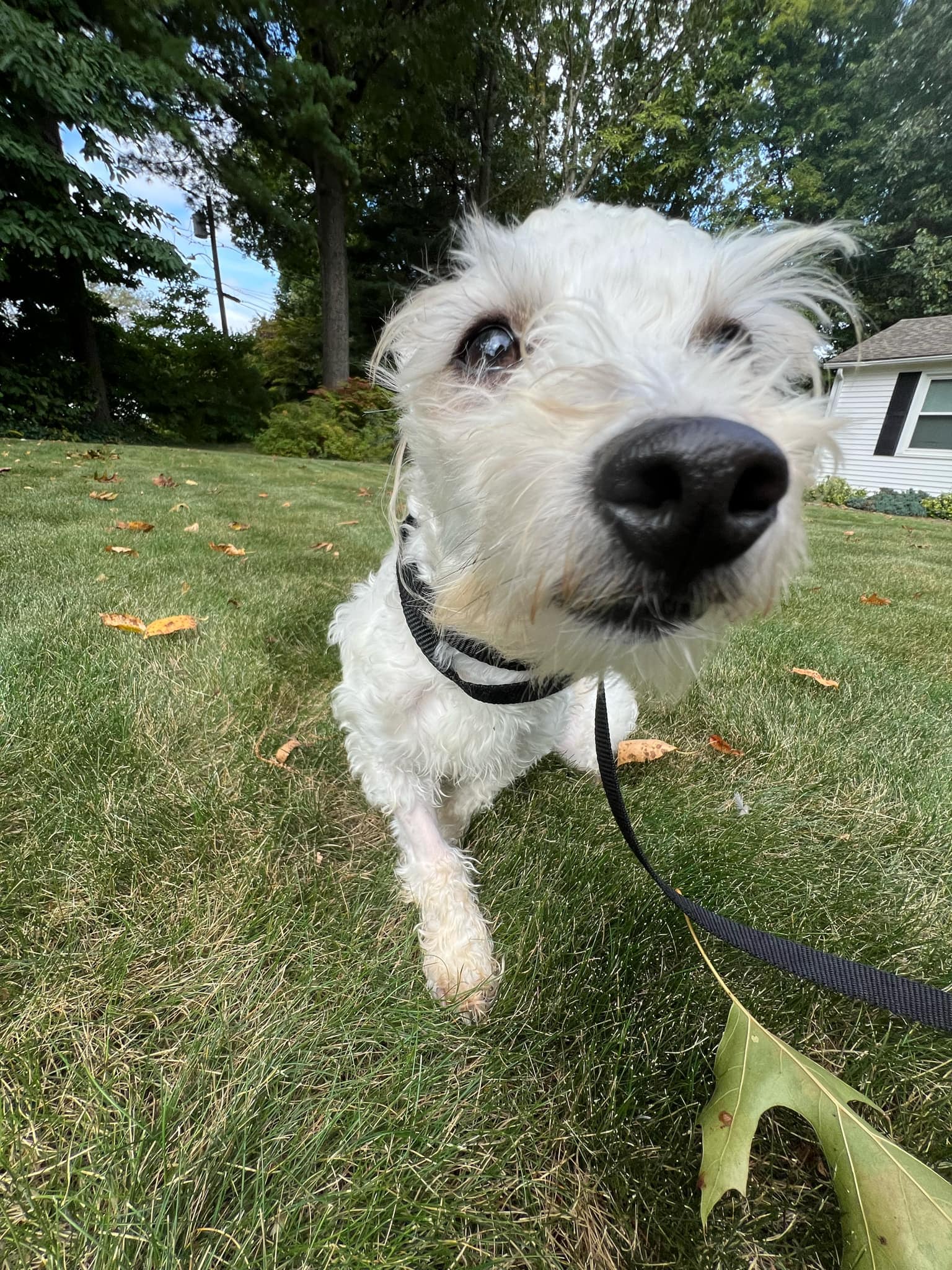 Hezly, a Adoptable Havanese in Torrington, CT image 6/6