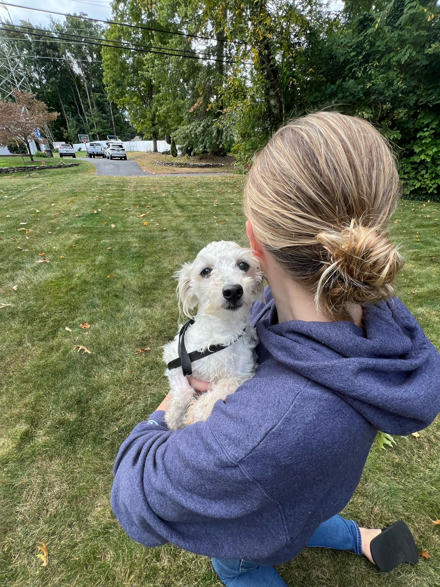 Hezly, a Adoptable Havanese in Torrington, CT image 4/6